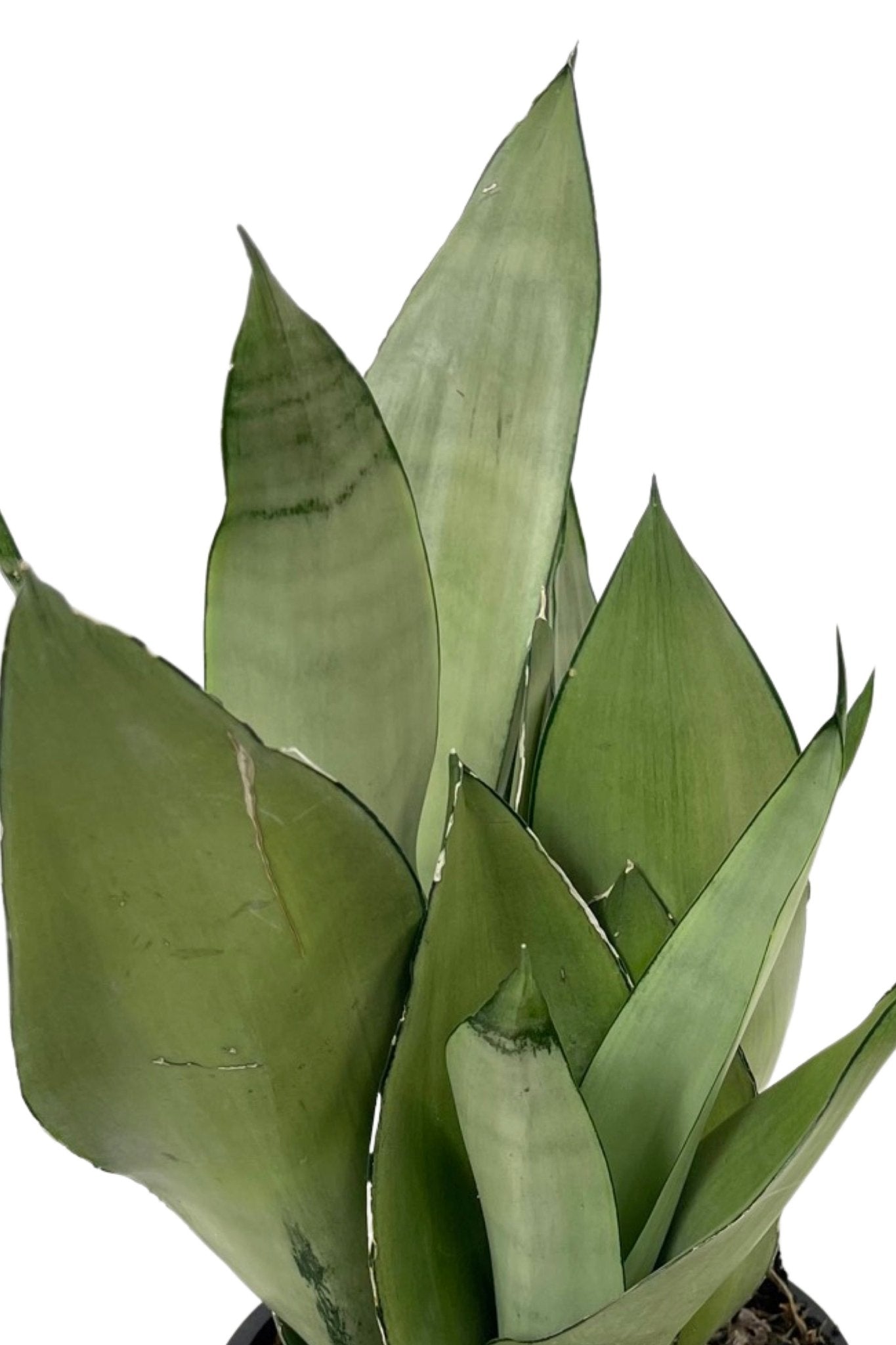 sansevieria trifasciata moonlight Sansevieria trifasciata 'Moonshine' – The Garden Corner
