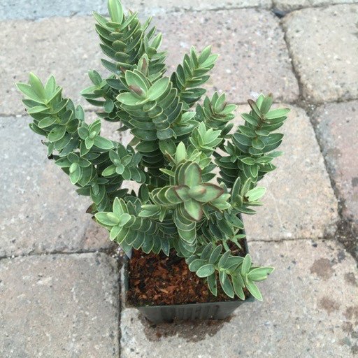 Hebe 'Red Edge' - The Garden Corner