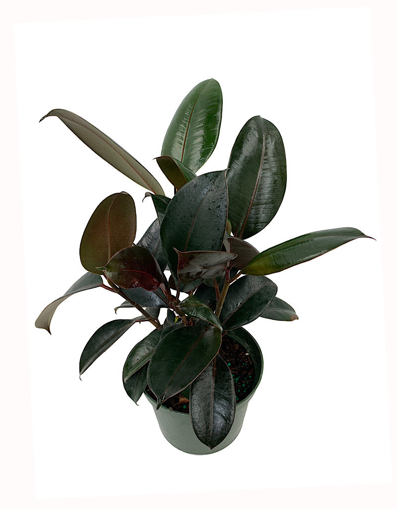Ficus elastica 'Burgundy'