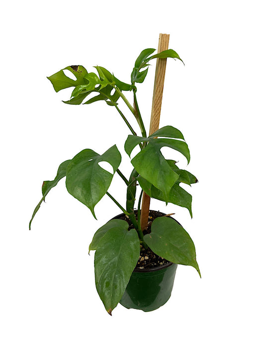 Rhaphidophora tetrasperma