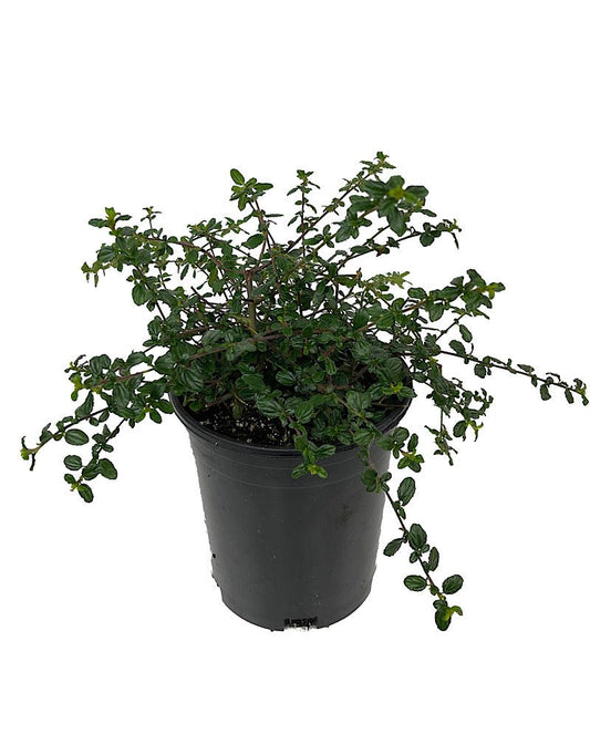 Ceanothus €˜Midnight Magic 1 Gallon - The Garden Corner