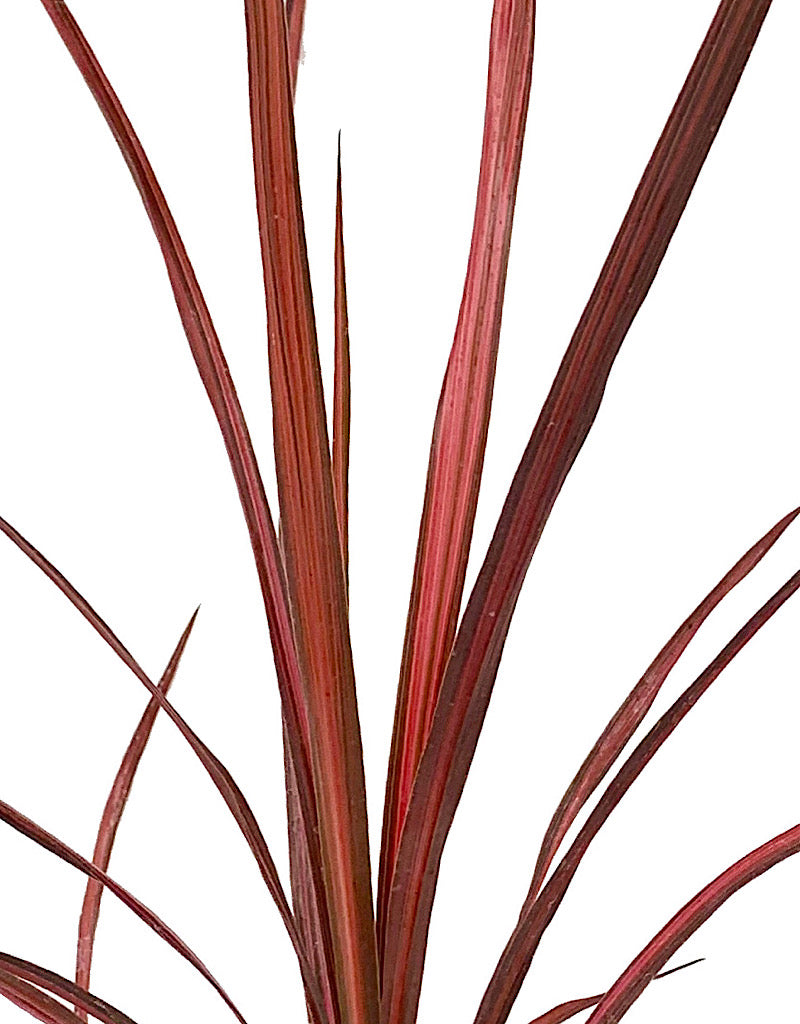 Cordyline 'Zumba' Quart