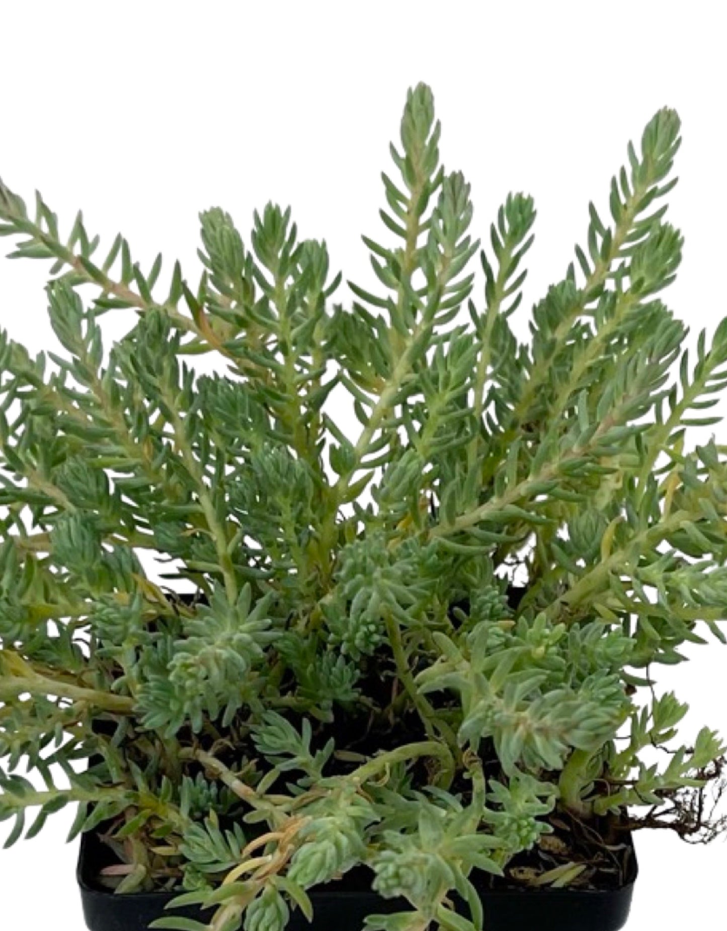Sedum reflexum 'Blue Spruce'