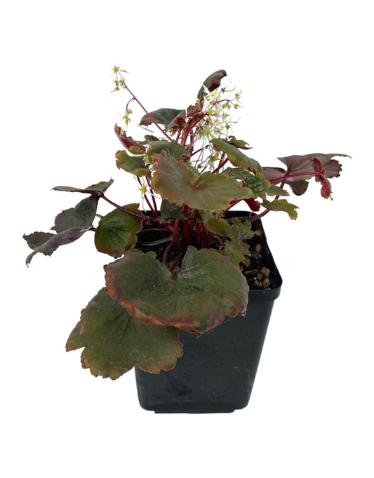 Saxifraga fortunei 'Rubrifolia' Quart - The Garden Corner