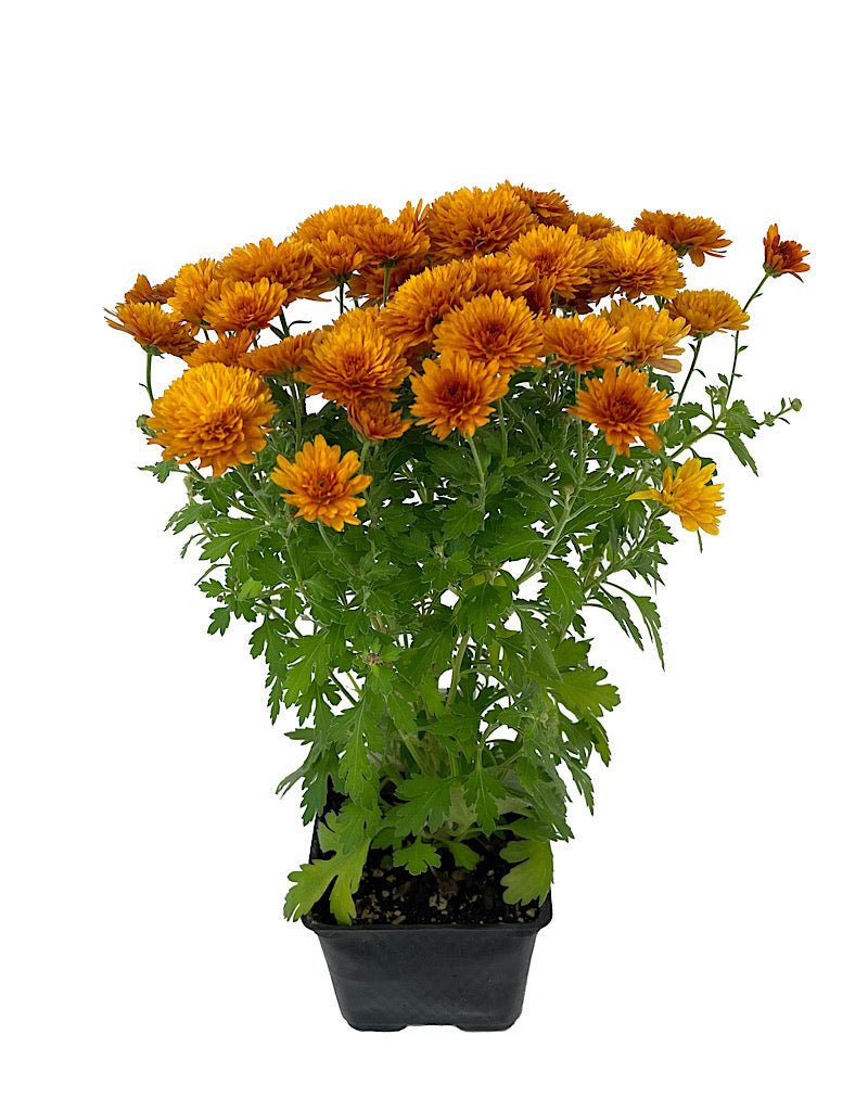 Garden Mum - Seasonal Plant