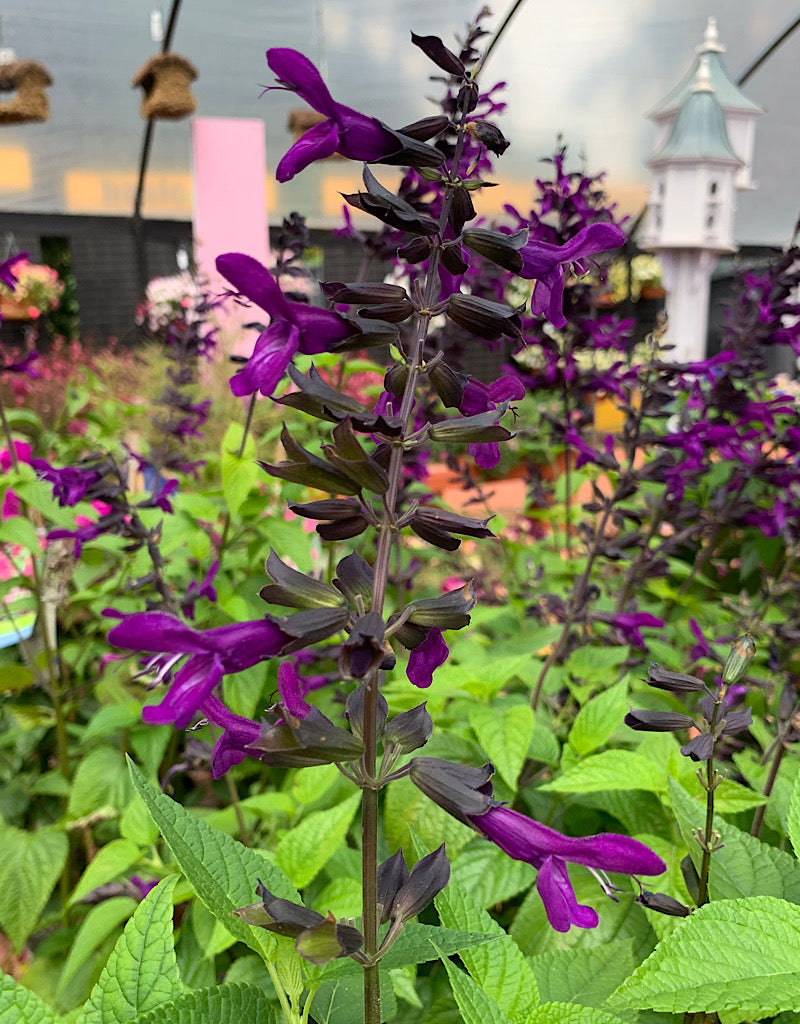 Salvia 'Purple and Bloom'