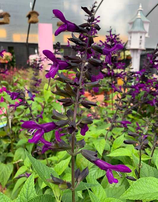 Salvia 'Purple and Bloom'