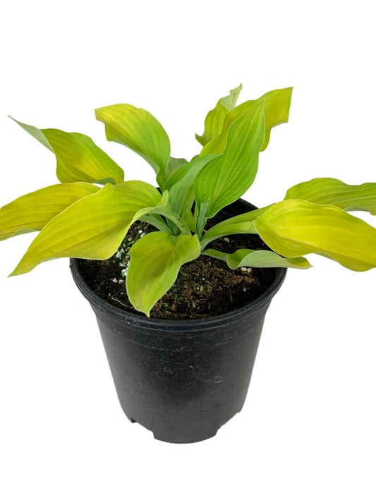 Hosta 'Gold Standard' 1 Gallon - The Garden Corner