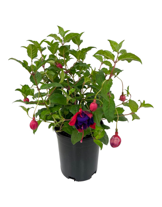Fuchsia 'Double Otto' 1 Gallon - The Garden Corner