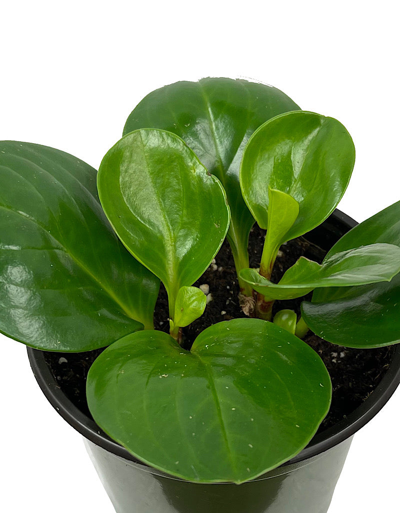 Peperomia obtusifolia