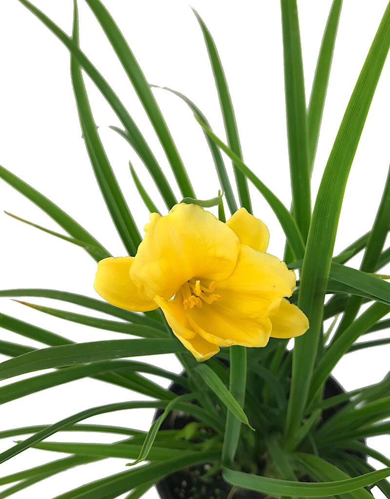 Hemerocallis 'Stella de Oro'