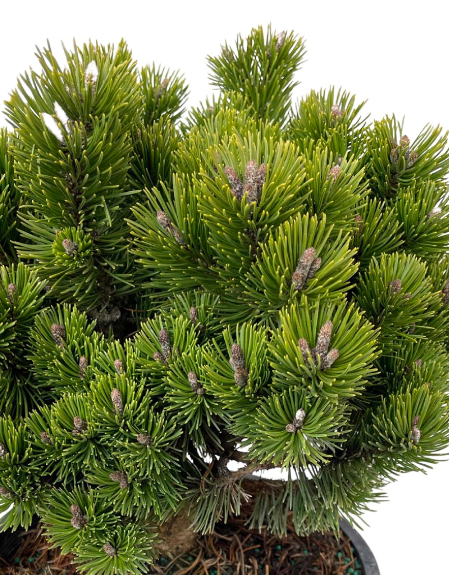 Pinus arist 'Sherwood Compact' 3 Gallon