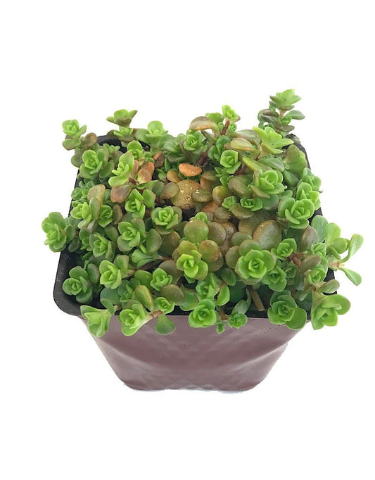 Sedum makinoi 'Limelight' - The Garden Corner