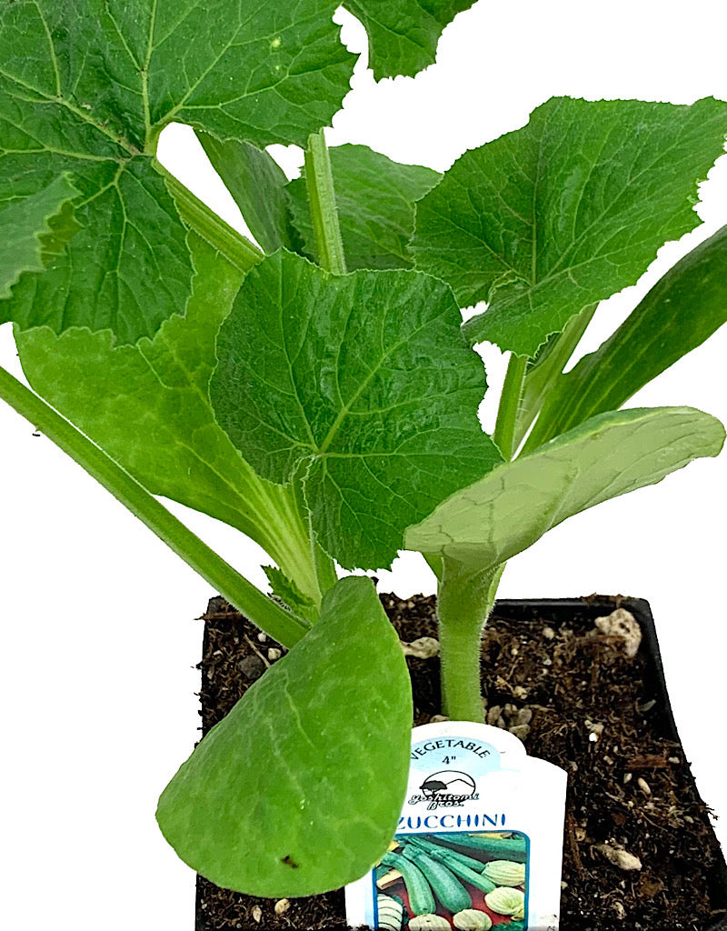 Squash 'Zucchini'