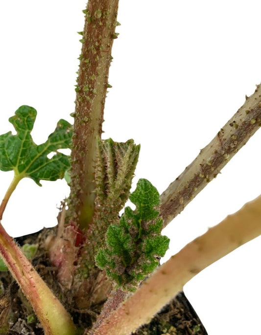 Gunnera tinctoria - The Garden Corner