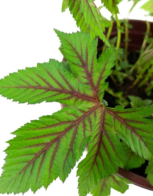 Filipendula Red Umbrellas - The Garden Corner