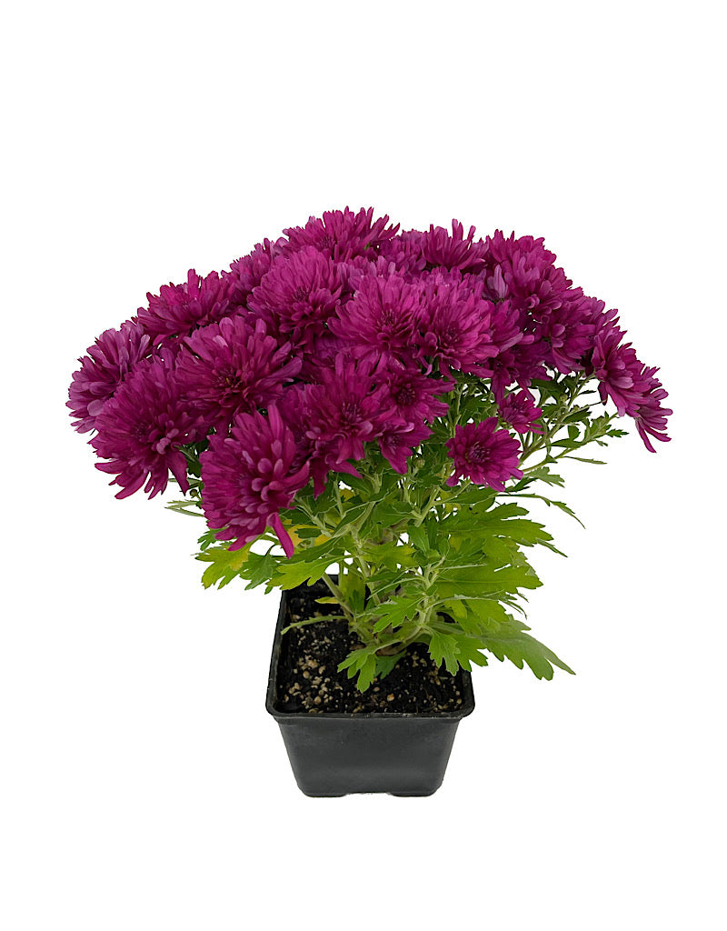 Garden Mum