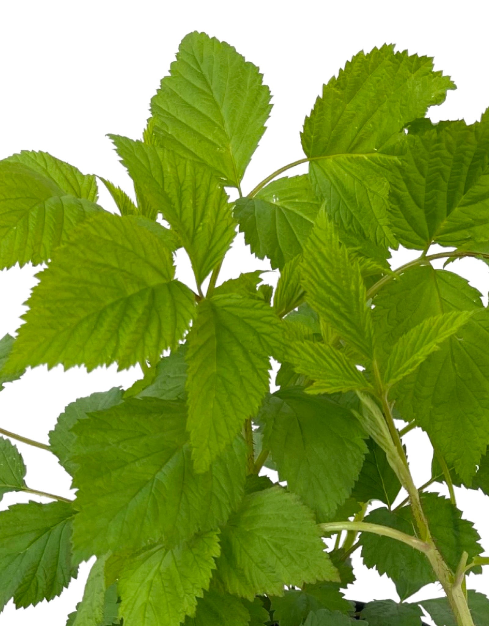 Raspberry 'Meeker' 1 Gallon – The Garden Corner