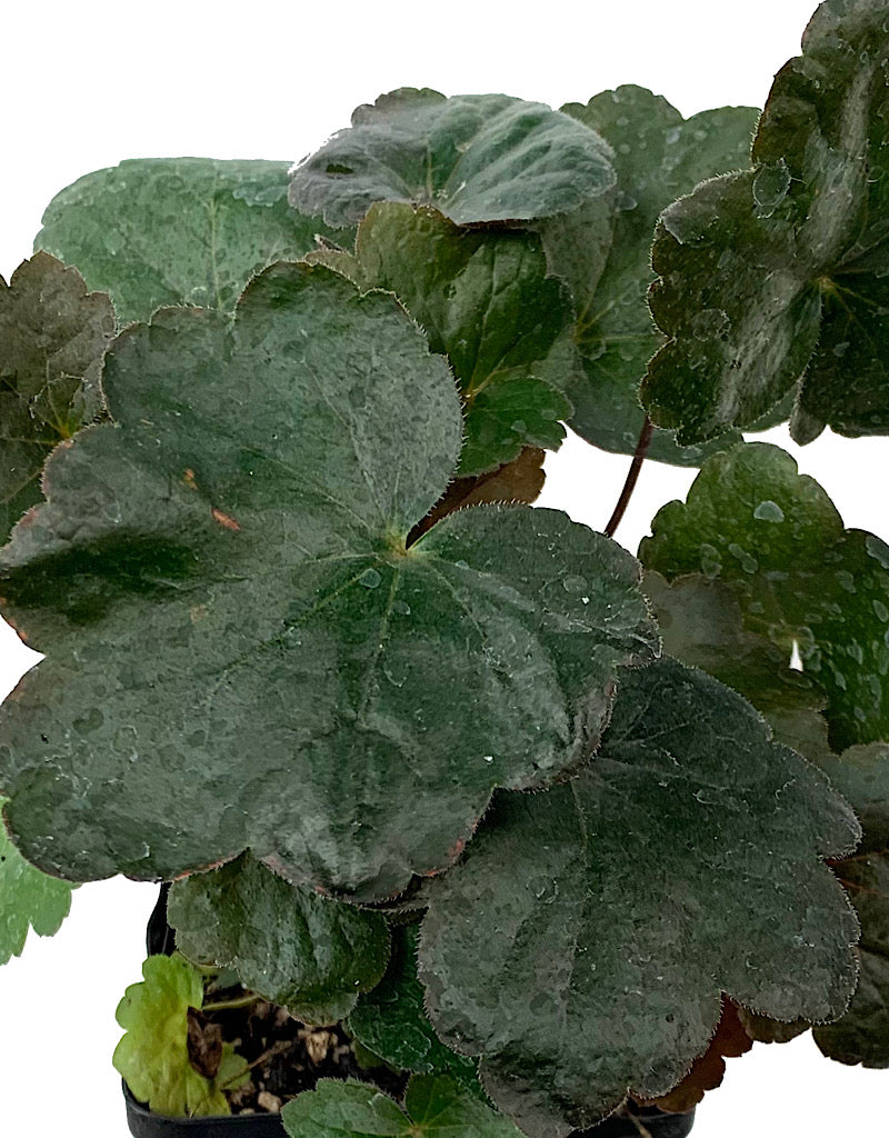 Heuchera 'Carnival Black Olive'