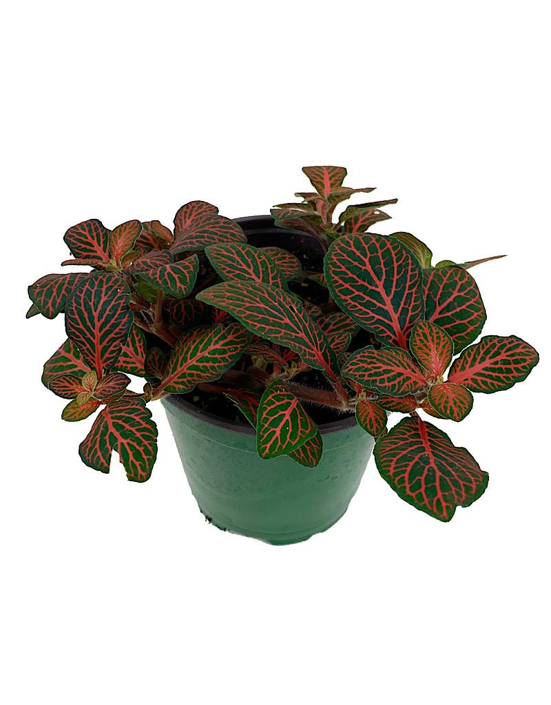 Fittonia verschaffeltii 'Red Vein' - House Plants