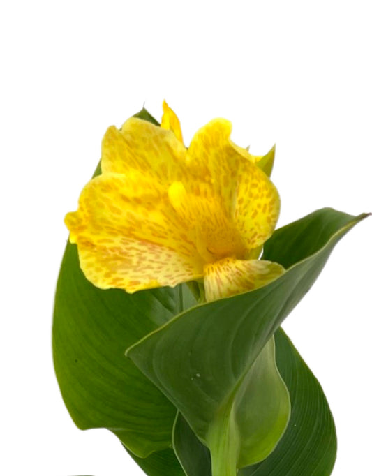 Canna x generalis 'Tropical Yellow'