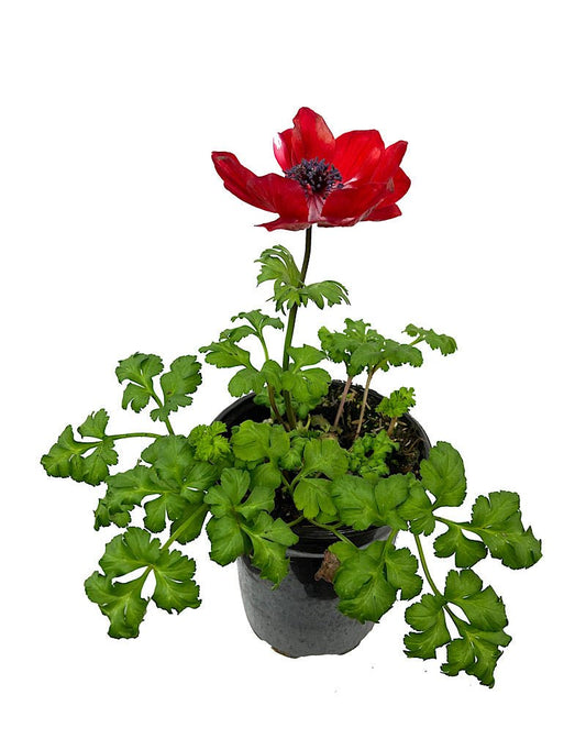 Anemone 'Harmony Scarlet' Quart - The Garden Corner