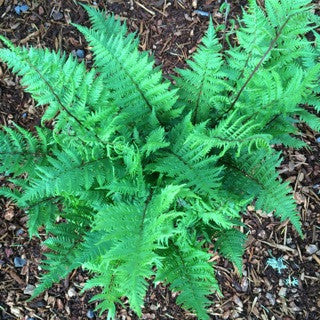 Athyrium felix-femina 'Lady in Red' 1 Gallon