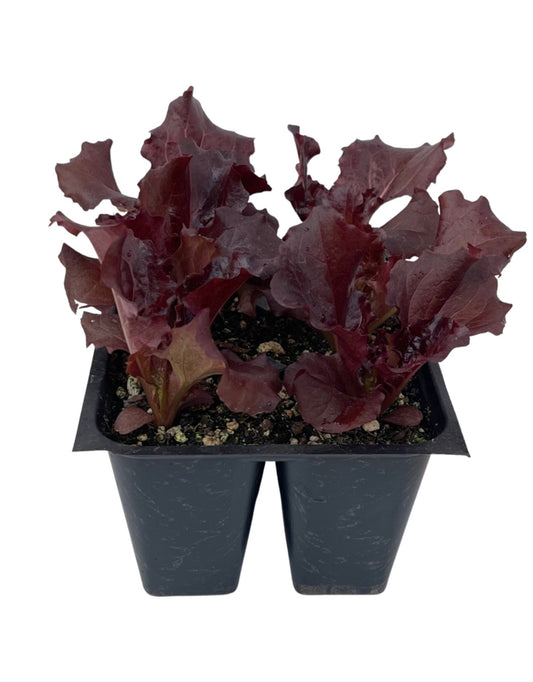Lettuce 'Merlot'