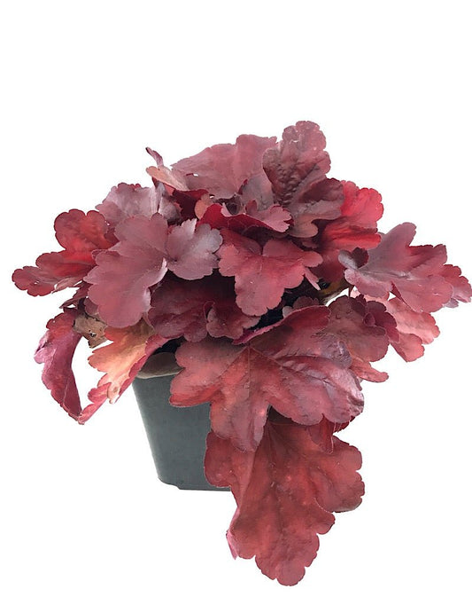 Heuchera 'Fire Alarm' - The Garden Corner