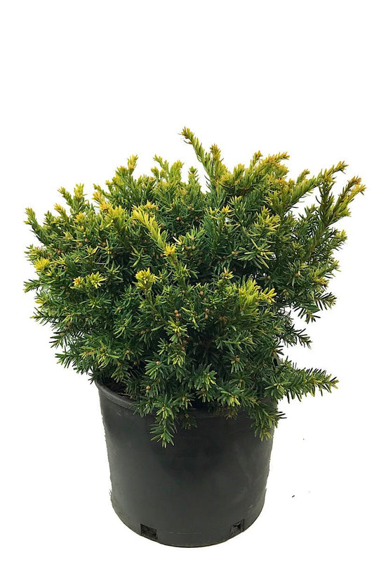 Taxus cuspidata 'Nana Aurescens' 3 gal - The Garden Corner
