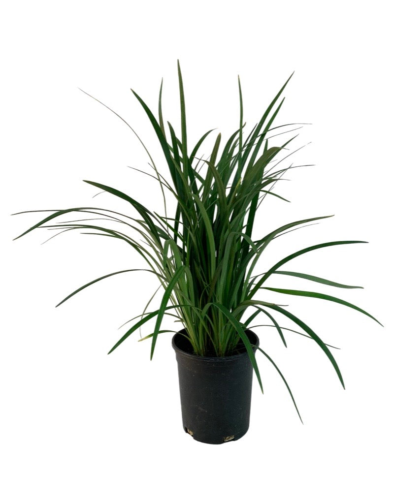 Liriope muscari 'Emerald Goddess' 1 Gallon