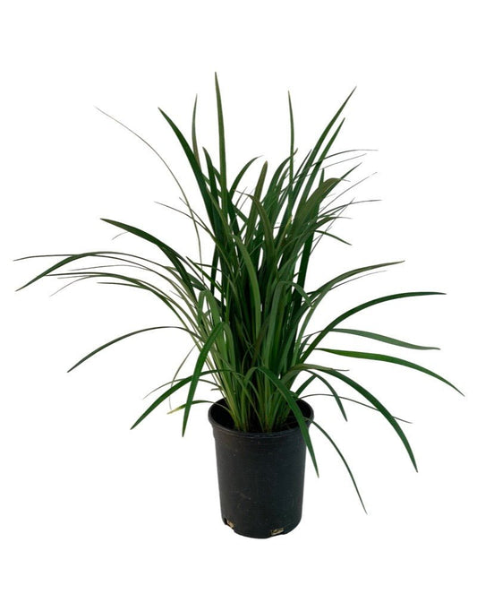 Liriope muscari 'Emerald Goddess' 1 Gallon - The Garden Corner