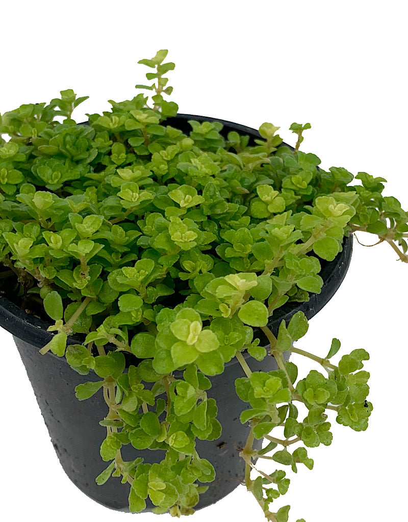 Pilea depressa - House Plants