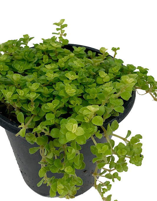 Pilea depressa - House Plants
