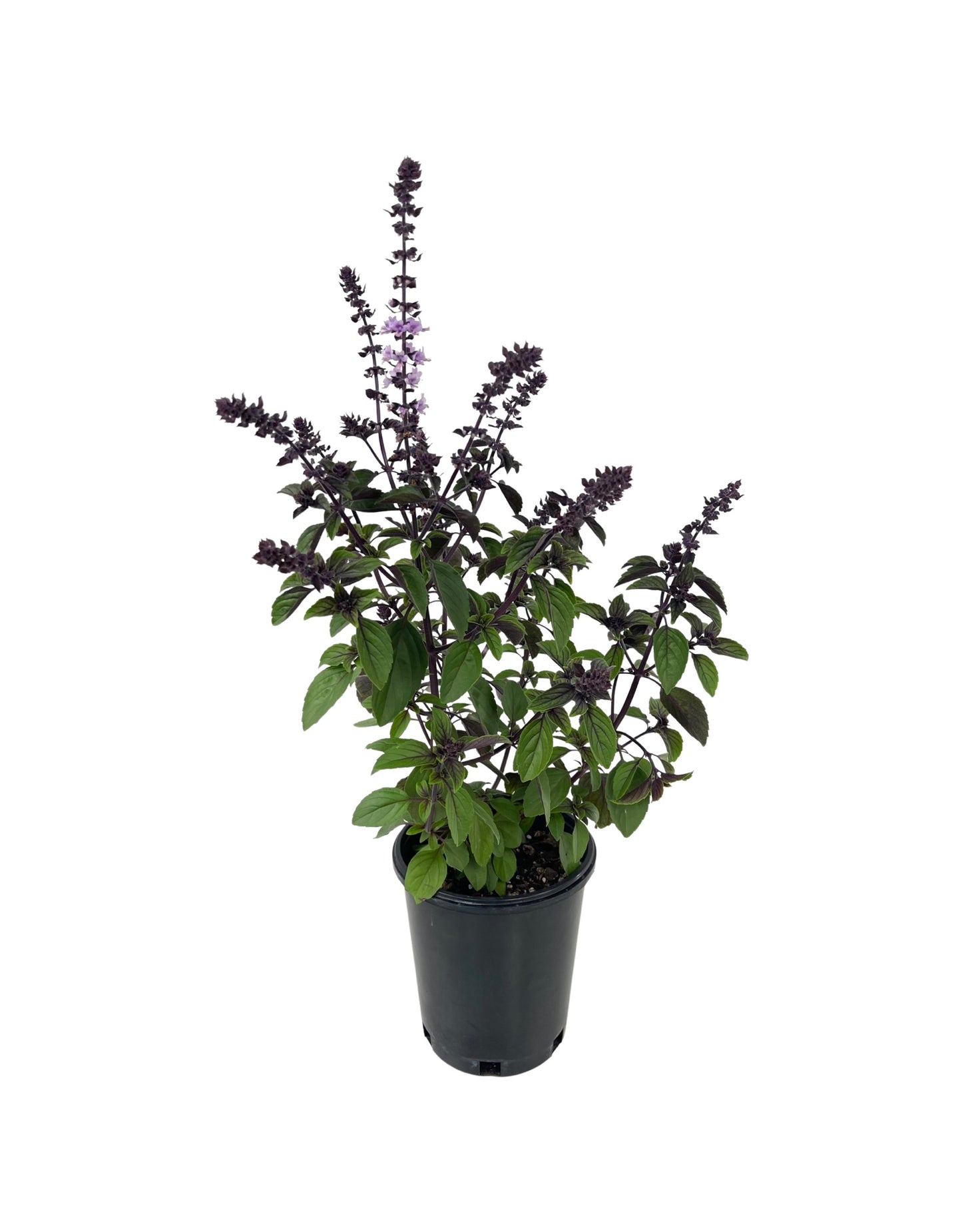 Basil 'Magic Mountain'