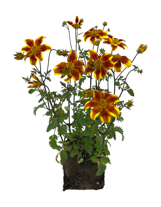 Bidens 'Bee Bold'
