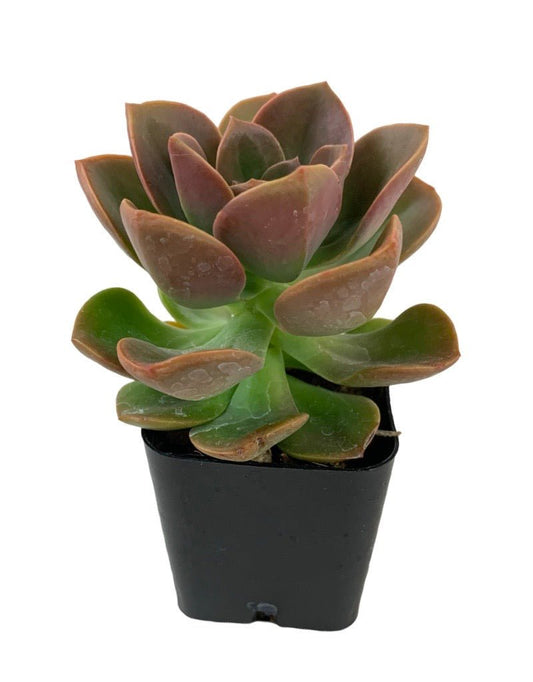 Echeveria angustifolia - The Garden Corner