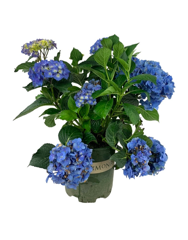 Hydrangea macrophylla 'Seaside Serenade Cape Cod'