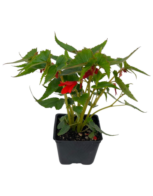 Begonia 'Mistral Orange'