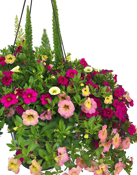 Rebel Basket Combination 1 - Annuals