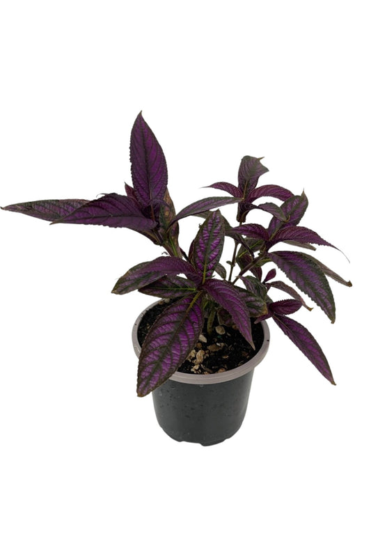 Strobilanthes dyerianus 'Persian Shield' 4 Inch - The Garden Corner