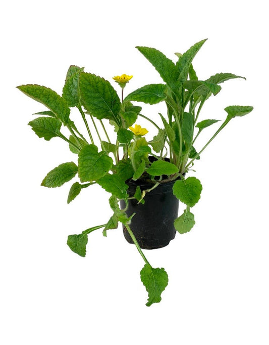 Chrysogonum virginianum 'Pierre' - The Garden Corner