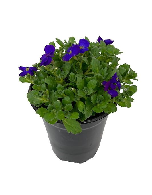 Aubrieta 'Axcent Deep Purple'