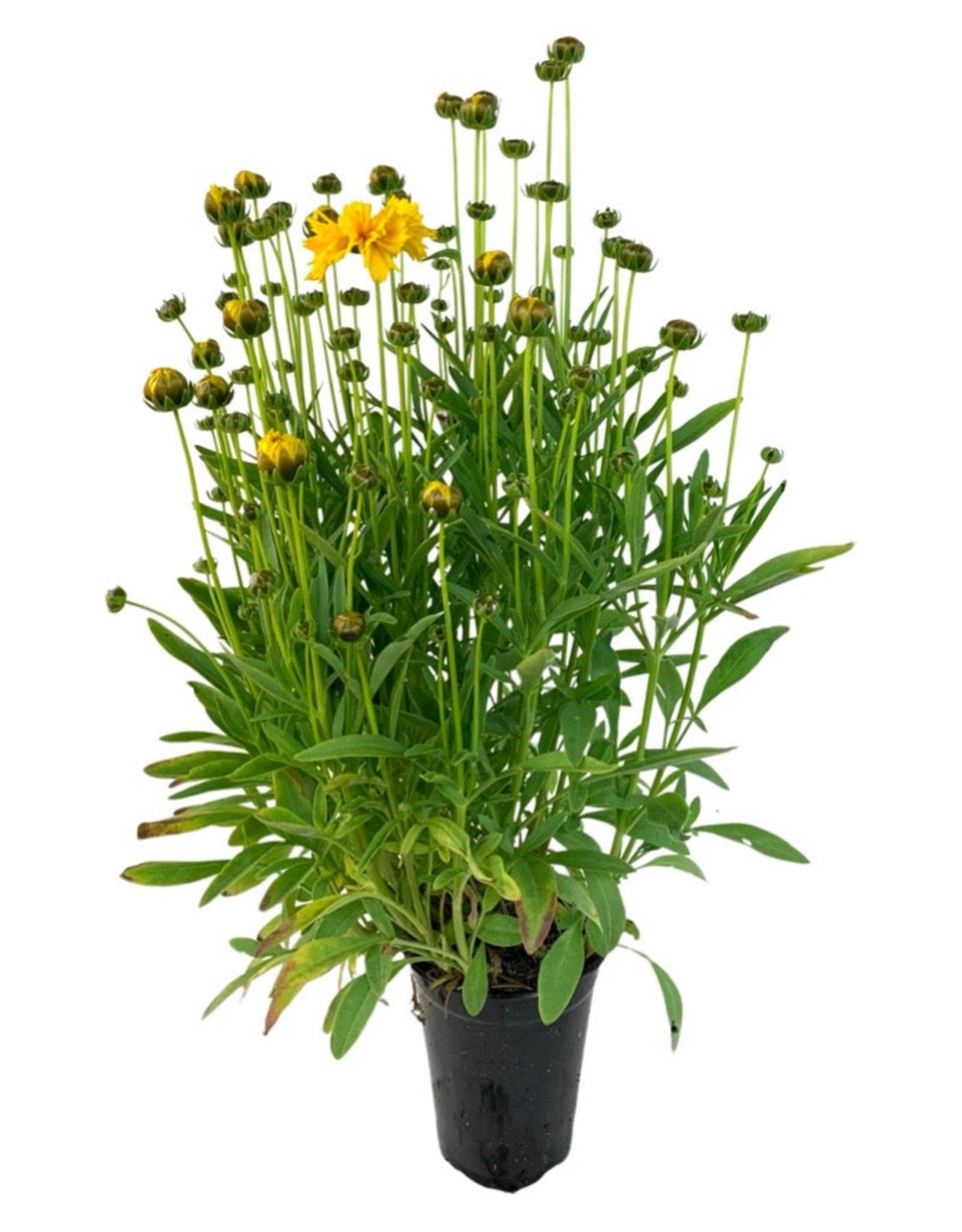 Coreopsis 'Moonswirl' - Perennials