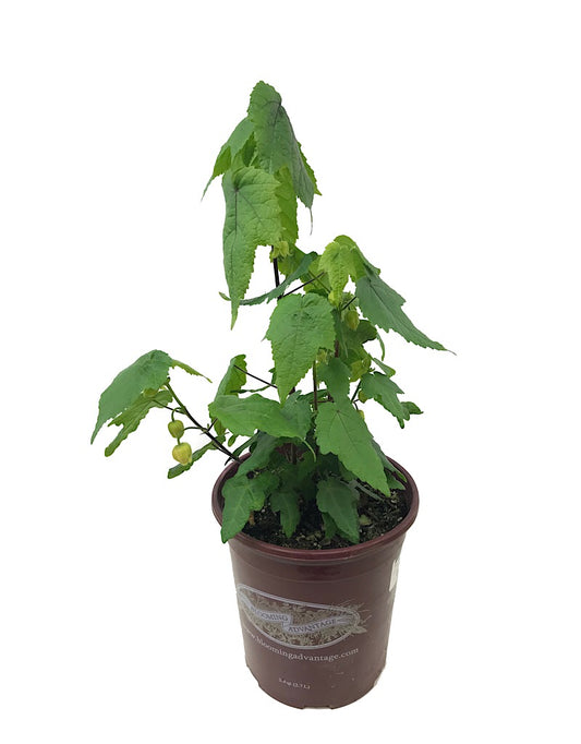 Abutilon 'Lucky Lantern Yellow' 1 gal