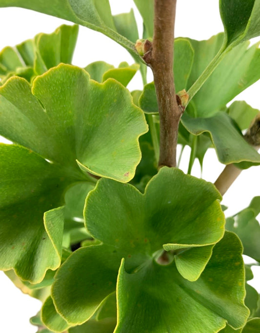 Ginkgo biloba 'Everton Broom'
