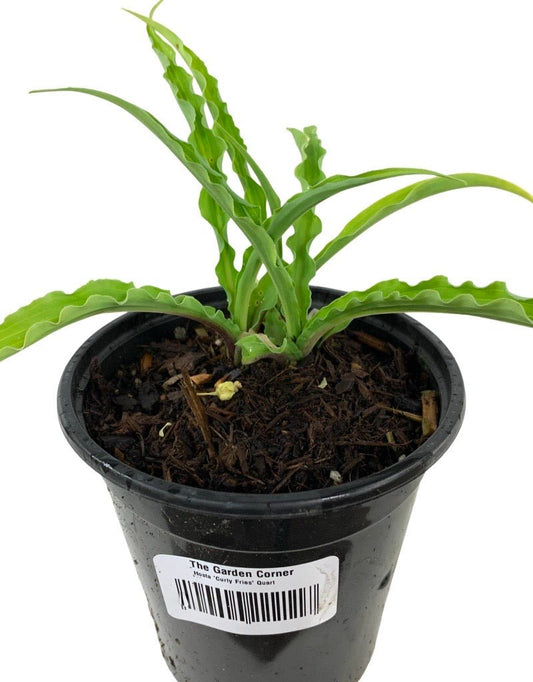Hosta 'Curly Fries' - The Garden Corner