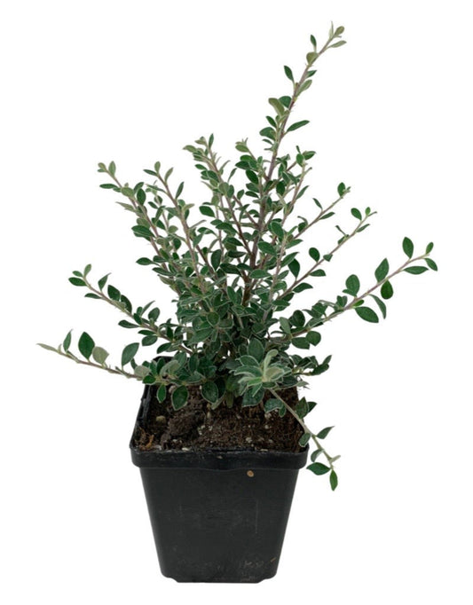 Cotoneaster glaucophyllus hort. - The Garden Corner