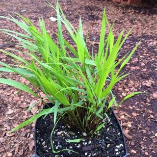 Hakonechloa macra 'Beni - kaze' - The Garden Corner