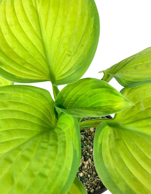 Hosta 'Stained Glass' 1 Gallon - The Garden Corner